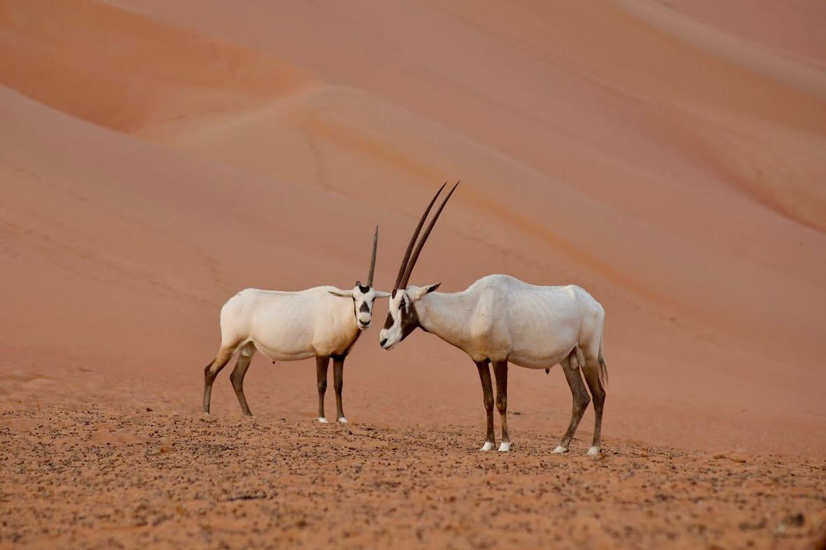 spe_ksa's tweet image. #SPE_KSA Student Outreach Committee organized a student visit to Shaybah Field. 30 students from 7 universities explored advanced operations, gaining hands-on experience in one of the world’s most challenging environments. 

#StudentOutreach
