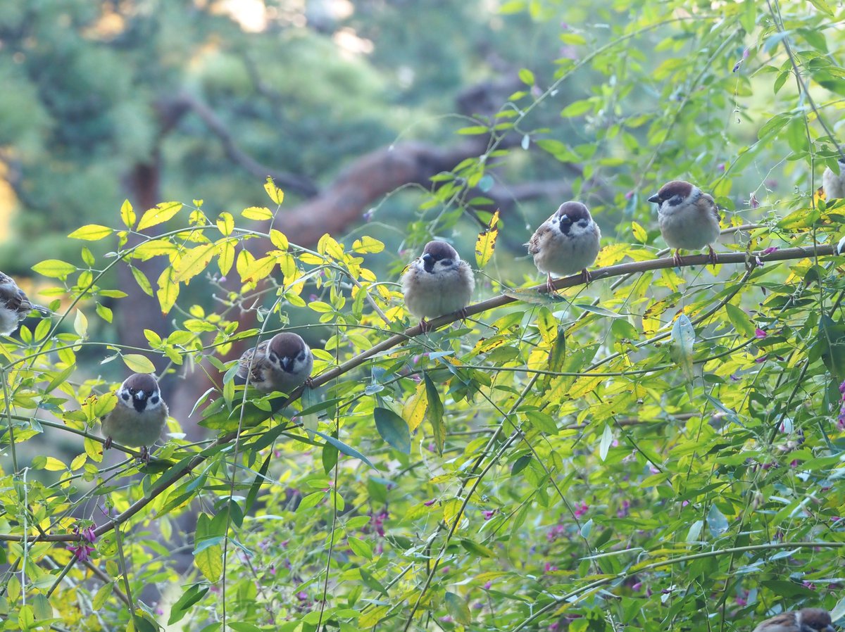 ちゅんちゅん (@chunchu0803) / Posts / X