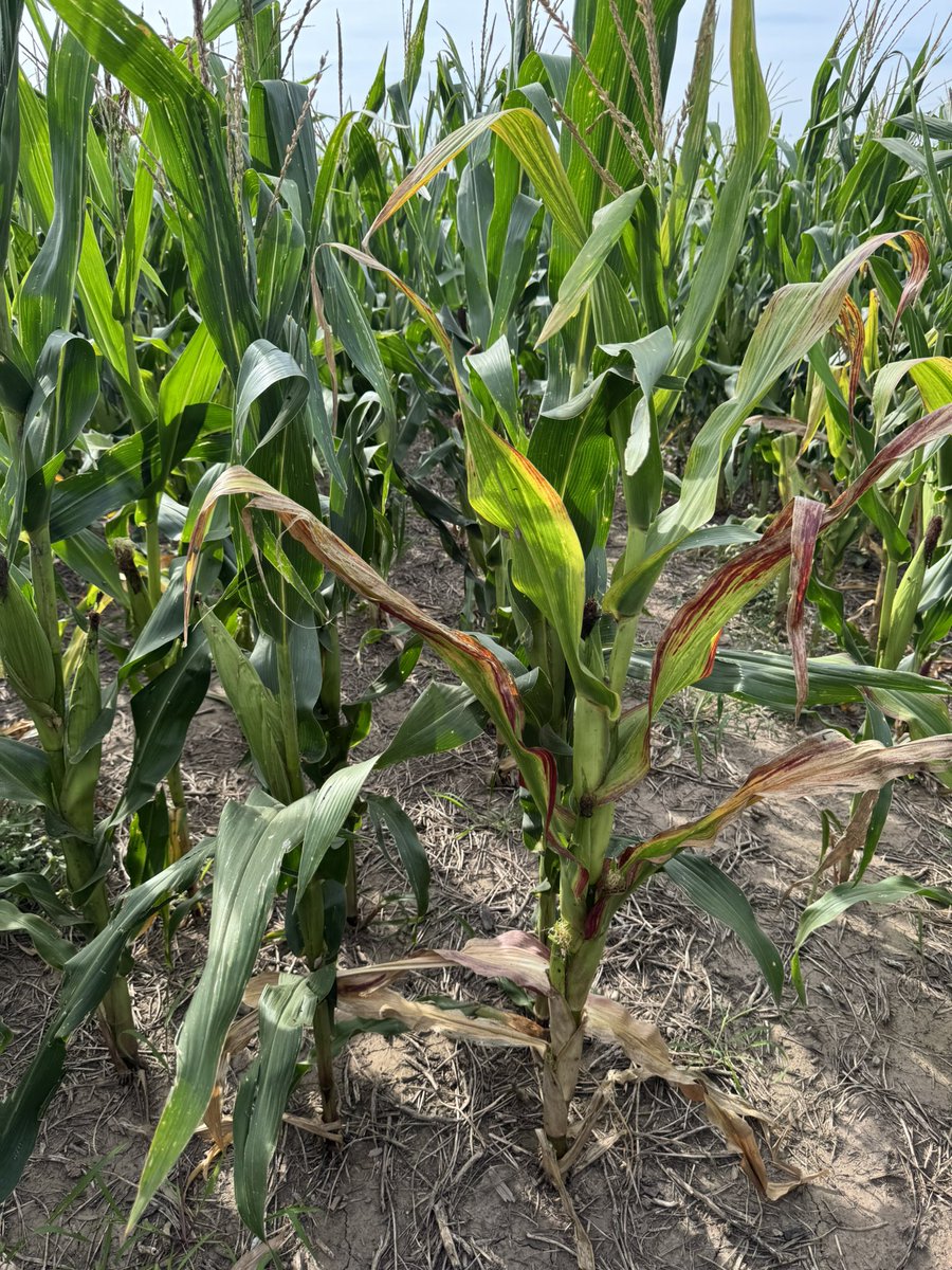 Grupo Charata tweet media