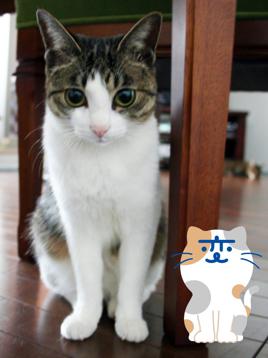 にゃぱねっと♂ (@288os) / Posts / X