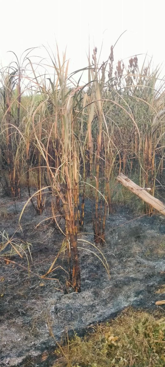 bstvlive's tweet image. बस्ती

बस्ती के परशुरामपुर थाना क्षेत्र में खड़ी गन्ने की फसल में आग लग गई। यह आग हाईटेंशन तार में शॉर्ट सर्किट से लगी थी। आग ने 8 बीघा गन्ने की फसल को जलाकर राख कर दिया। इस घटना से किसानों को भारी नुकसान हुआ है।

#Basti #SugarcaneFire #ShortCircuit