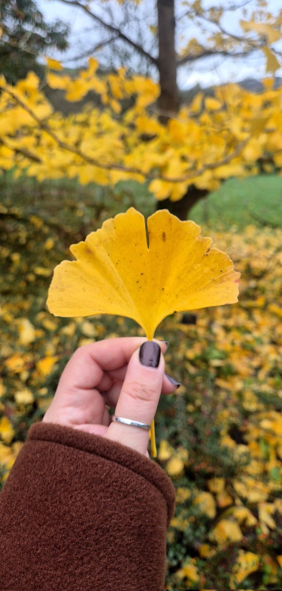 lovely_plot's tweet image. Finally... BIG COAT weather! 🍁