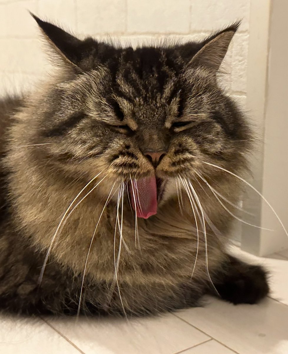 あくびの顔かわいい🥴