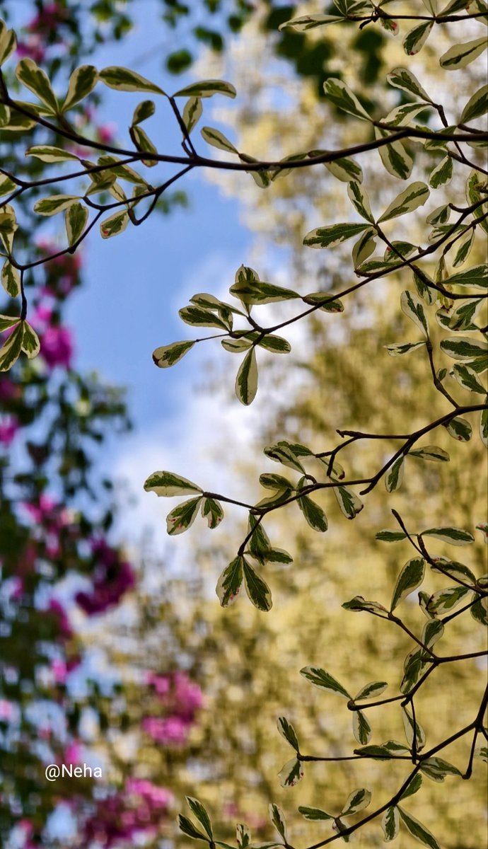 Where silence meets sunlight, even leaves learn to dream 🌿✨

©️Neha🌸
.
.
.
#bokeh
#NehaClick 📸