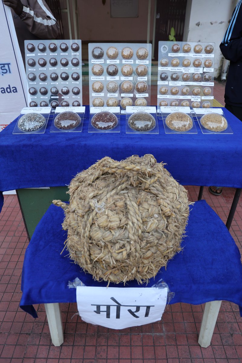 Day 15: Janjatiye Gaurav Diwas 2025: ICAR–IIAB, Ranchi held a session on conserving indigenous crops and promoting community seed banks , encouraging tribal farmers to preserve traditional varieties. #JanjatiyaGauravDiwas #IndigenousCrops #seeds