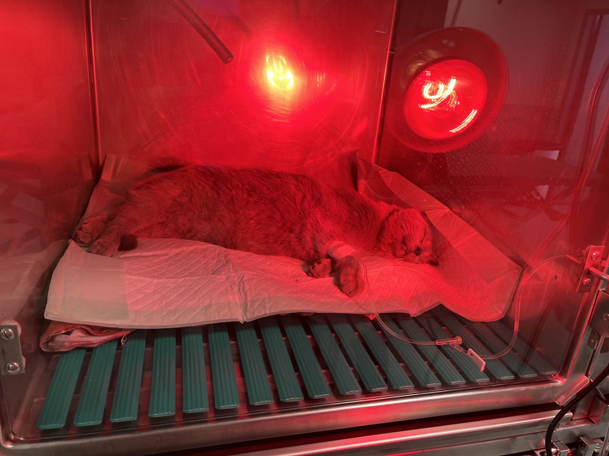 mous9_'s tweet image. Baarak Allah u fikoum à celles et ceux qui m'aideront quel que soit le geste, que ce soit un partage ou bien un don, qu'Allah vous le rende éternellement au centuple. 

leetchi.com/fr/c/sauver-to…