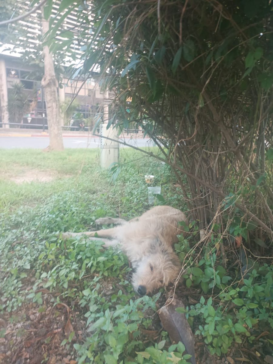 yaracalcagno's tweet image. Este perrito está saludable y está sucio pero es precioso !! Super cariñoso y se le debe haber perdido a alguien . Está en la redoma y alrededor del Centro Comercial Los Samanes. Está castrado y todo y debe tener su acaso 2 o 3 añitos ...