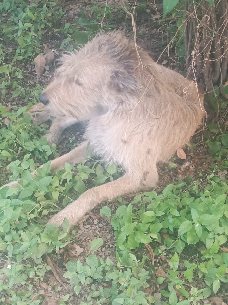yaracalcagno's tweet image. Este perrito está saludable y está sucio pero es precioso !! Super cariñoso y se le debe haber perdido a alguien . Está en la redoma y alrededor del Centro Comercial Los Samanes. Está castrado y todo y debe tener su acaso 2 o 3 añitos ...