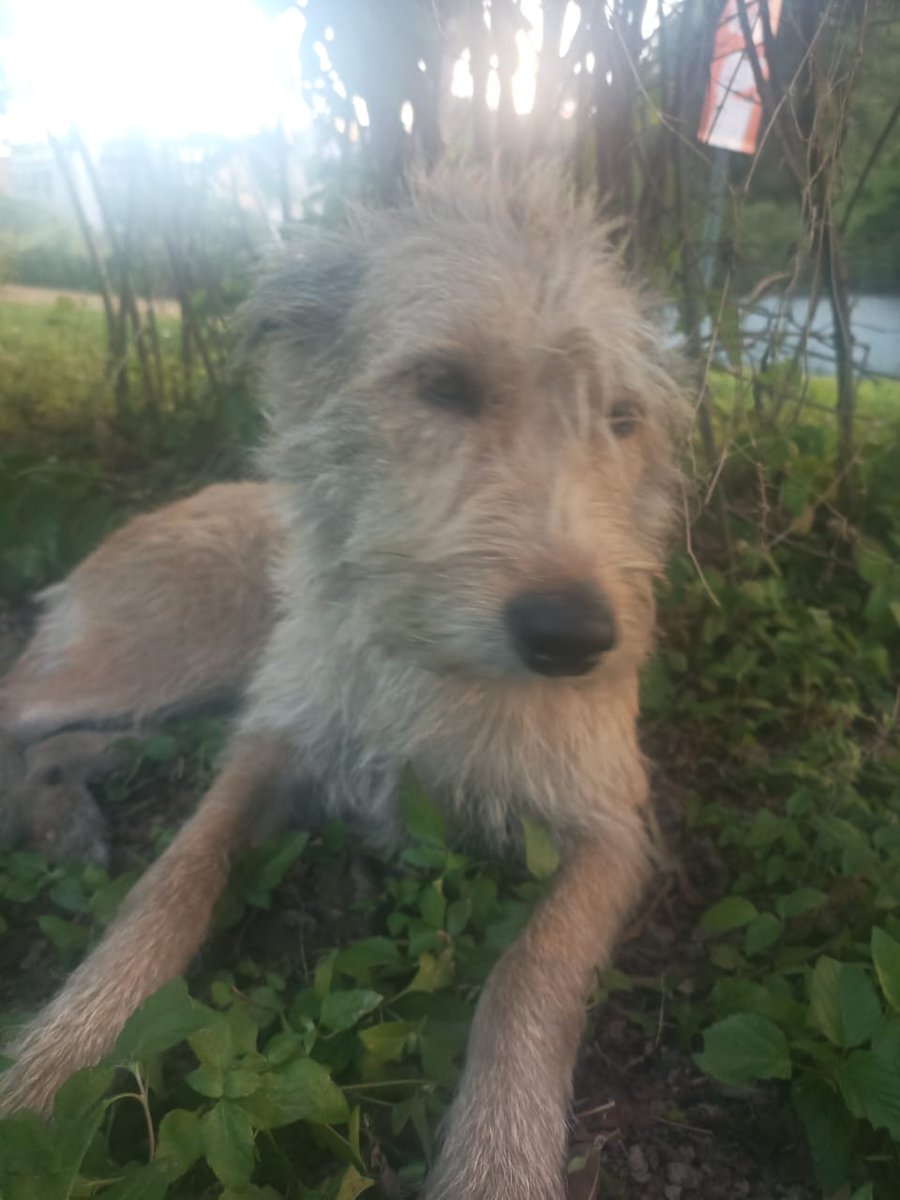 yaracalcagno's tweet image. Este perrito está saludable y está sucio pero es precioso !! Super cariñoso y se le debe haber perdido a alguien . Está en la redoma y alrededor del Centro Comercial Los Samanes. Está castrado y todo y debe tener su acaso 2 o 3 añitos ...