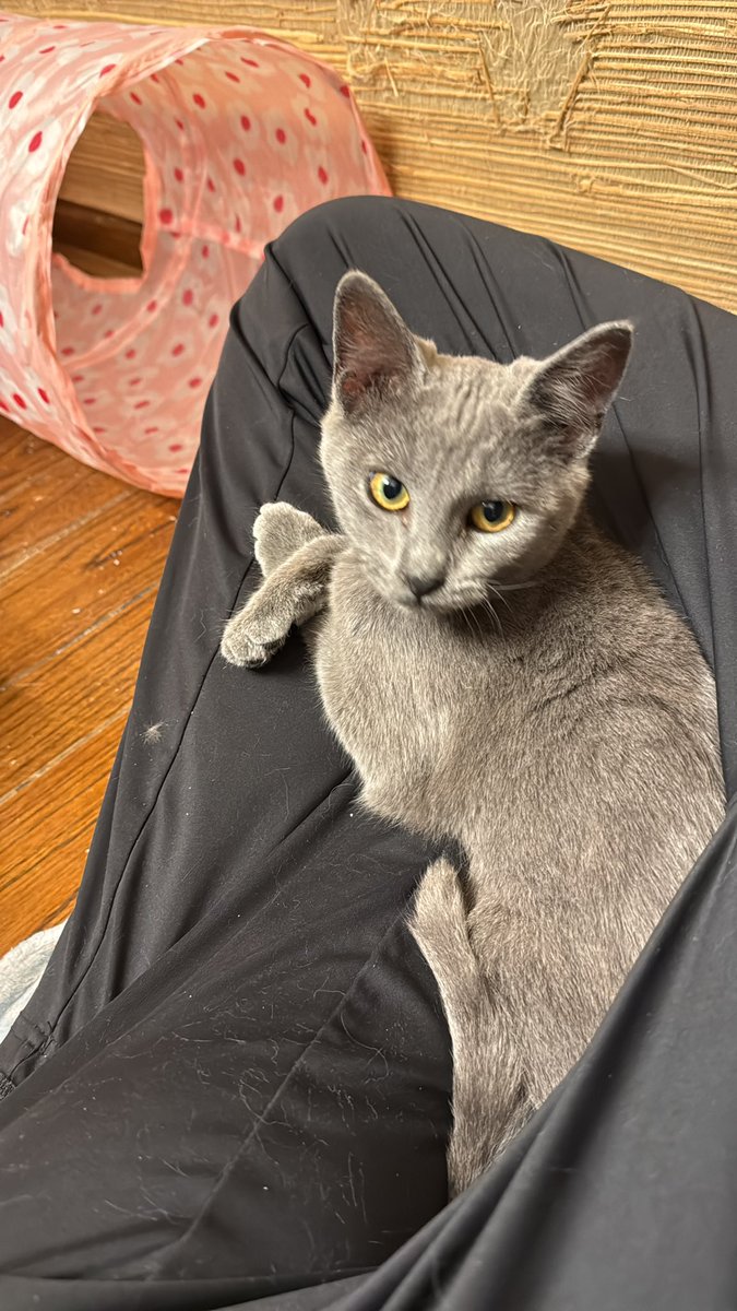 drpull's tweet image. Izzy with a little post-breakfast lap sesh. (Paws crossed cause she’s a sophisticated lady)