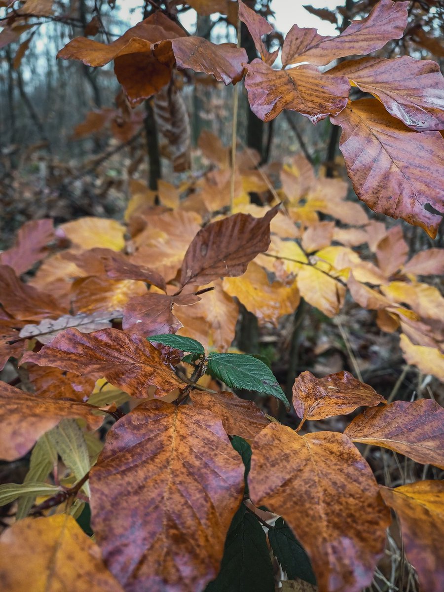 IcaChesshire's tweet image. November 🧡