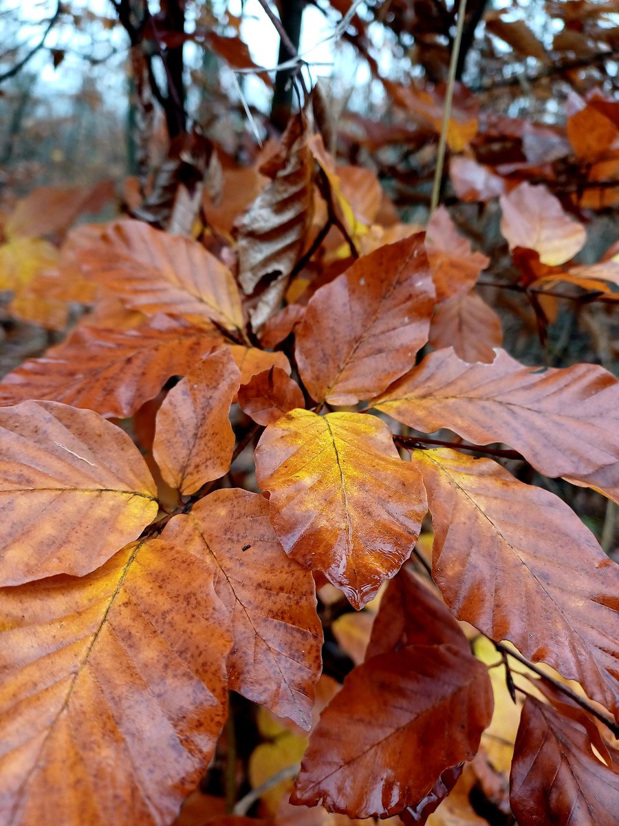 IcaChesshire's tweet image. November 🧡