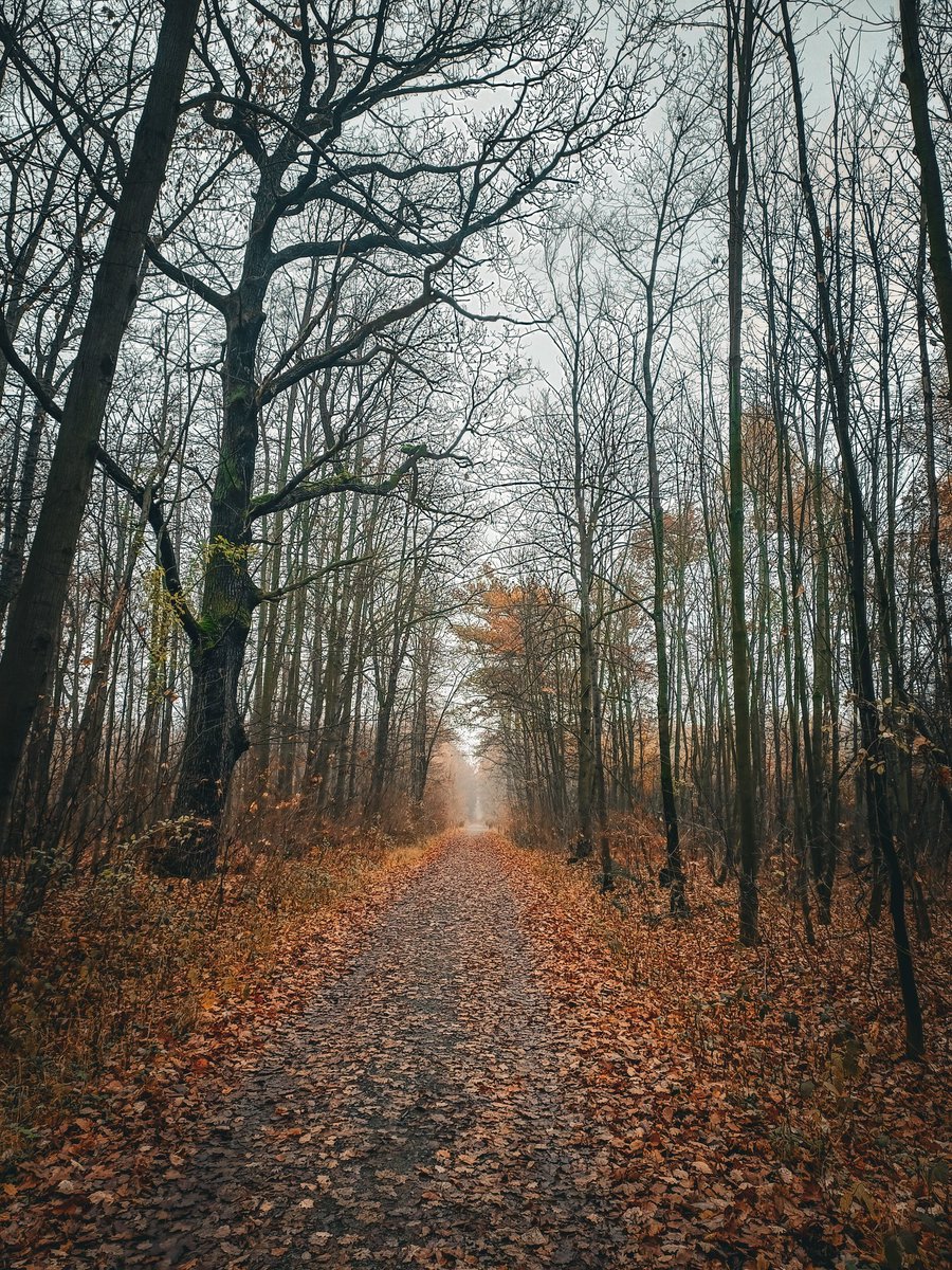 IcaChesshire's tweet image. November 🧡