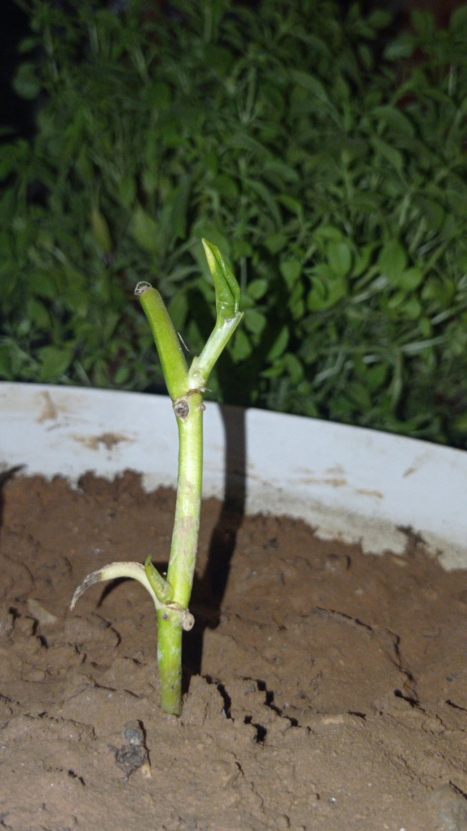 mahmutaksoyweb's tweet image. Yeni yeşillikler muhteşem bir sessizlikle eve yayılıyor. 🌱