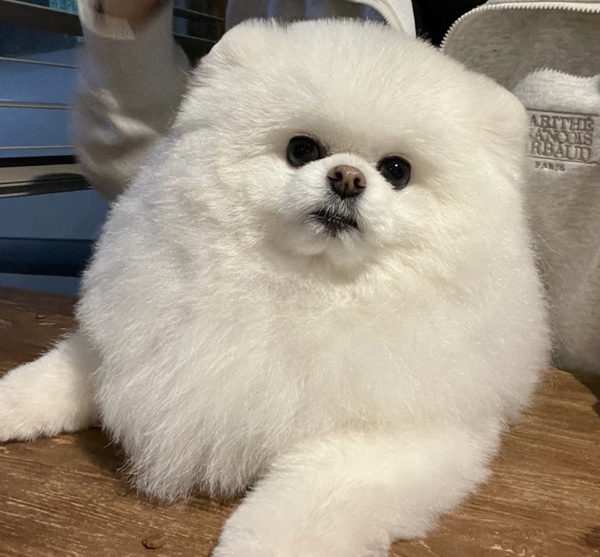 pine___fine's tweet image. 여름이 너무 뽀송뽀송 귀여워어ㅓㅓ
생존신고 겸 여름이 사진 탐라에 뿌리기✨