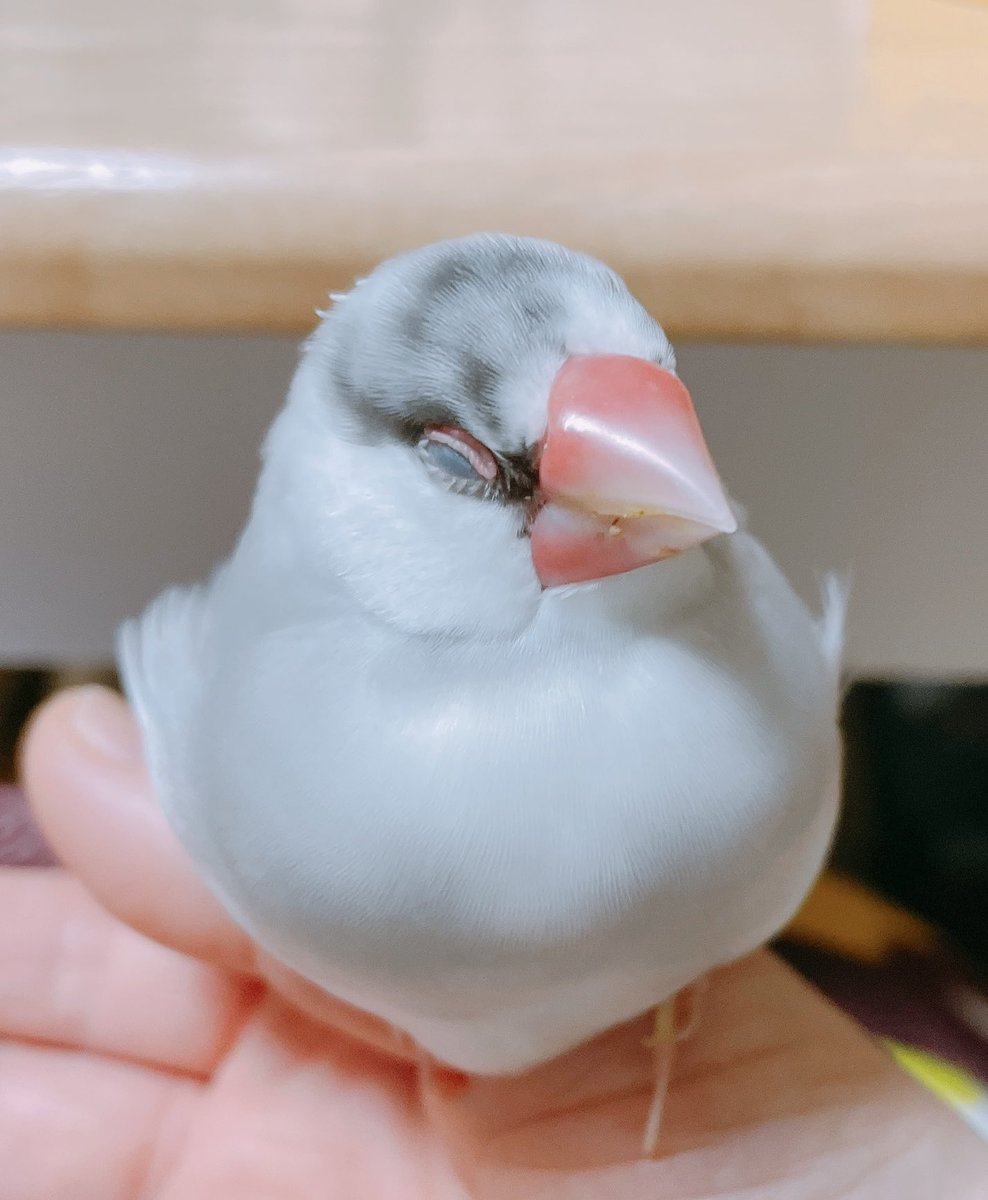 夜のまーぶる🎵

#buncho