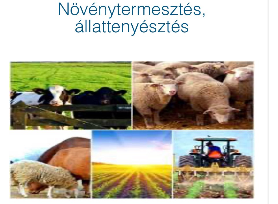 Et ve Süt Kurumu Genel Müdürü Mücahid Taylan’ın Macaristan’da et ticareti yapan Green Farm And Trade Kft. adlı şirketin ortağı olduğu ortaya çıktı.

Türkiye’nin 2023’te sıfır olan Macaristan’dan et ithalatı, son üç yılda 4 milyon kg’a ulaştı.

CHP milletvekili Erhan Adem