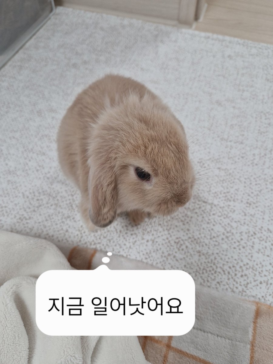 Japanese Hashtag Ignites Global Rabbit Photo Frenzy on X