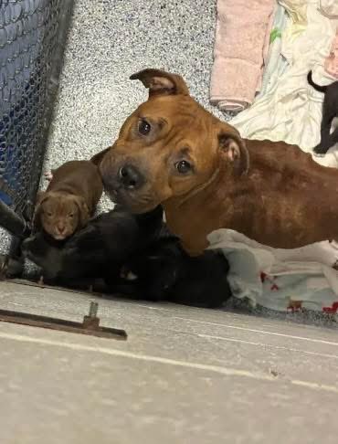 Please help this precious MOTHER &amp; HER 6 PUPPIES!
AGETHA tiny mom is nearly starved to death,now she has 6 wee puppies!
Absolutely BEGGING u to plz save this little family!
PLZ #ADOPT #FOSTER OR #PLEDGE FOR RESCUE #Greenville #SouthCarolina plz HURRY 
RUNNING OUT OF TIME ⛑️