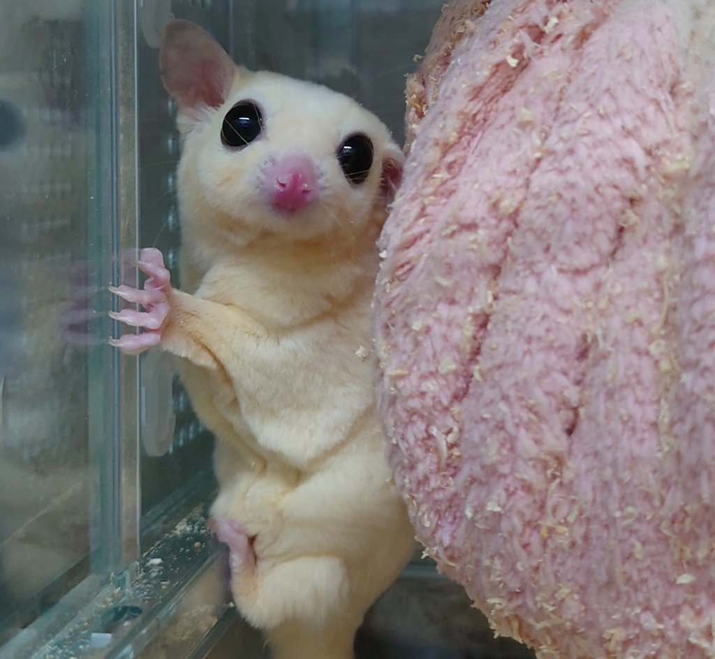 ﾍﾟｯﾄｼｮｯﾌﾟCOZY 【繁殖、販売、宣伝用】 (@COZY24475402) / Posts / X