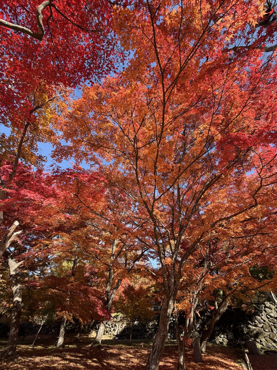 tsune1783's tweet photo. 本日は観光のみ、小諸城址懐古園 https://t.co/f0lc1cGgE1