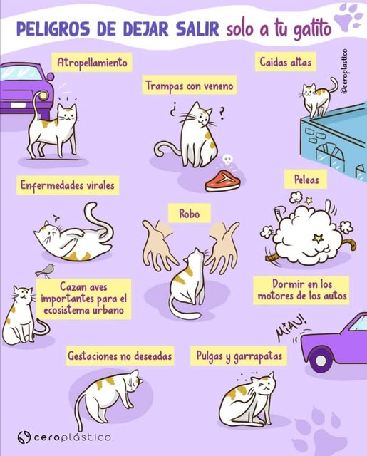 <a href="/LaColoniaJuarez/">La Colonia Juárez</a> Hola vecinos, ojalá puedan compartir con los tutores del señor White la siguiente infografía. En múltiples ocasiones hemos tenido que dar la triste noticia de gatitos que terminan muertos, gravemente heridos, que nunca aparecen porque son "parranderos". Sí se adaptan al interior.