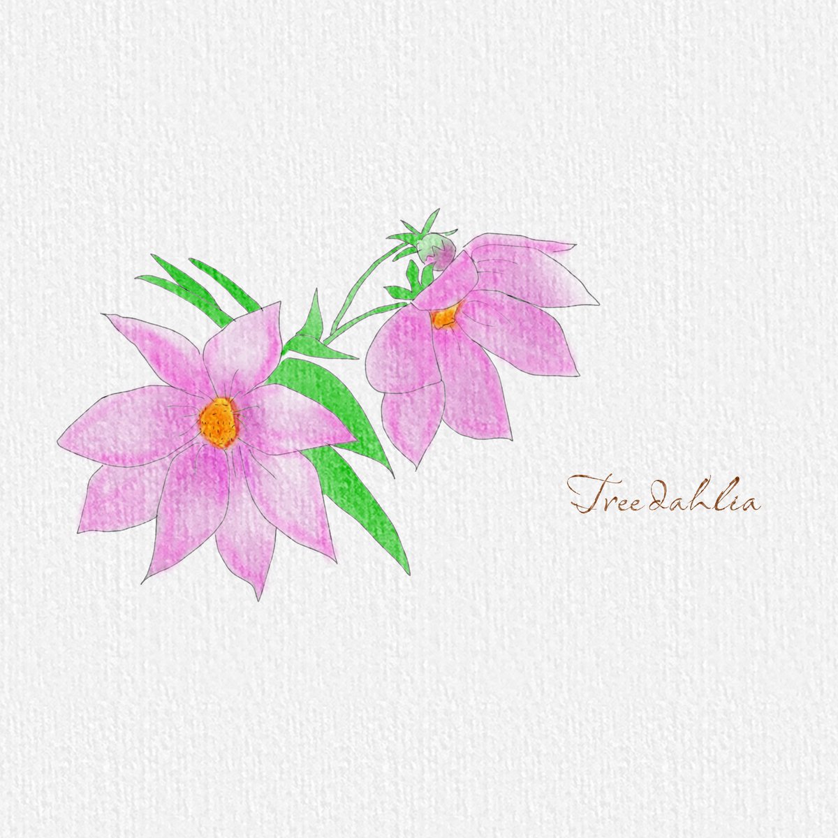 🌼365日誕生花 11月14日は｢皇帝ダリア｣です。 皇帝ダリアの花言葉は