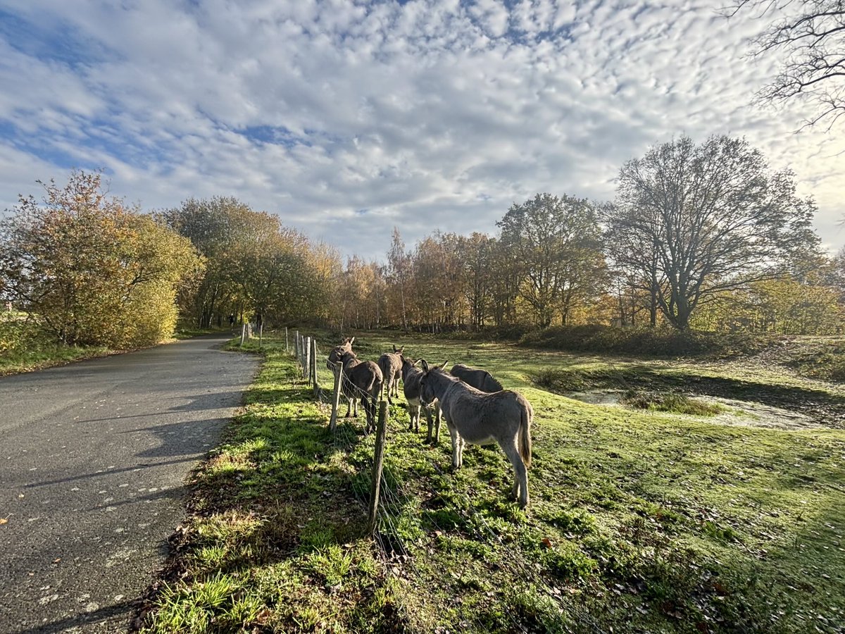 EddyMisman's tweet image. #vrtweer ⁦@BuienradarBE⁩ ⁦@HetweerinBelgie⁩ Beernem 11u25 #basis🏃‍♂️