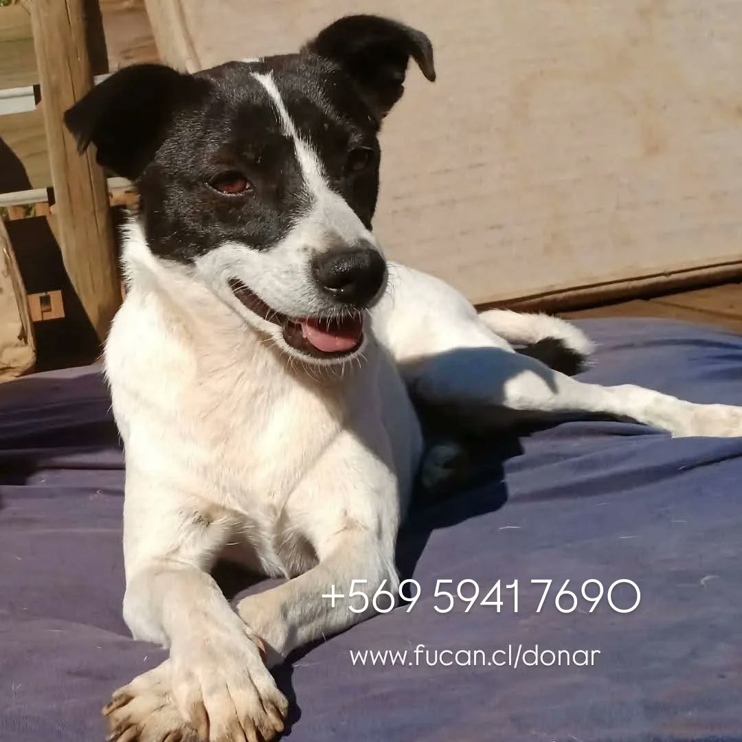 fucancl's tweet photo. EN ADOPCIÓN PEQUITAS 

#adoptarsalvavidas https://t.co/SkrnpEFZir