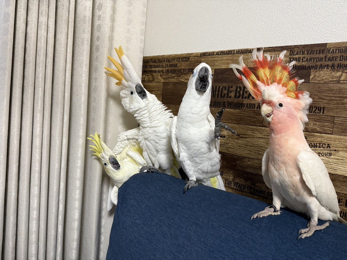 me_gu_ooooo's tweet image. ちょっと新しいもの持ってくるとすぐコレ