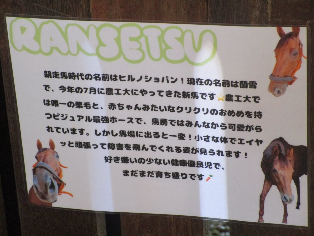 農工大馬術部の新顔「蘭雪」です。現役時代は昆厩舎に所属していたヒルノショパンです。昨年3月に開催された丹波特別を制しています。牝系はチリ産で一族からは2007年のBCディスタフ2着馬Hystericaladyが出ています。