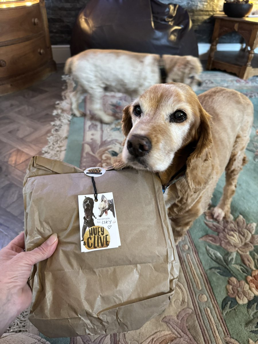 SpanielsSuper's tweet image. We got mail #Exciting 
Parcels for us from @HueyandClive 
One for me #Personalised 
One for me #Bespoke 
#Handmade 

But what colour are they 🤔 #ComeOnMum #OpenUp