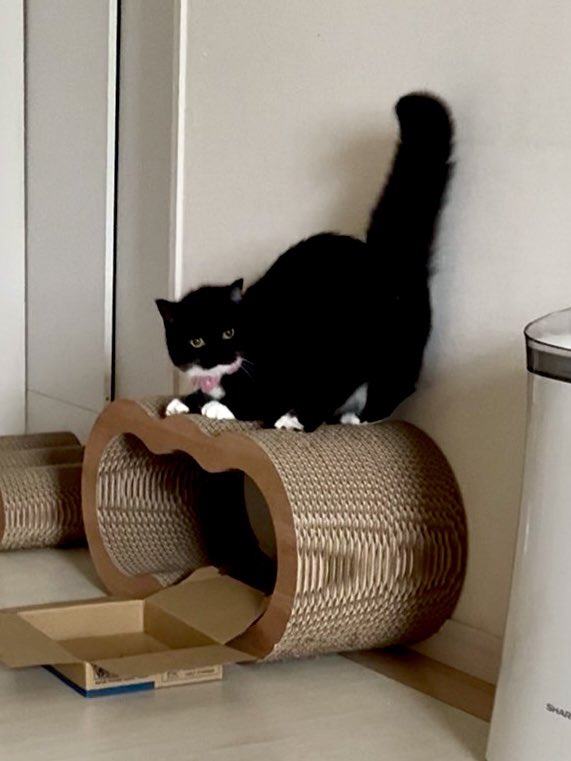 excxlprxvail's tweet image. Yes. The minuet is cheese and the ginger is Faust.