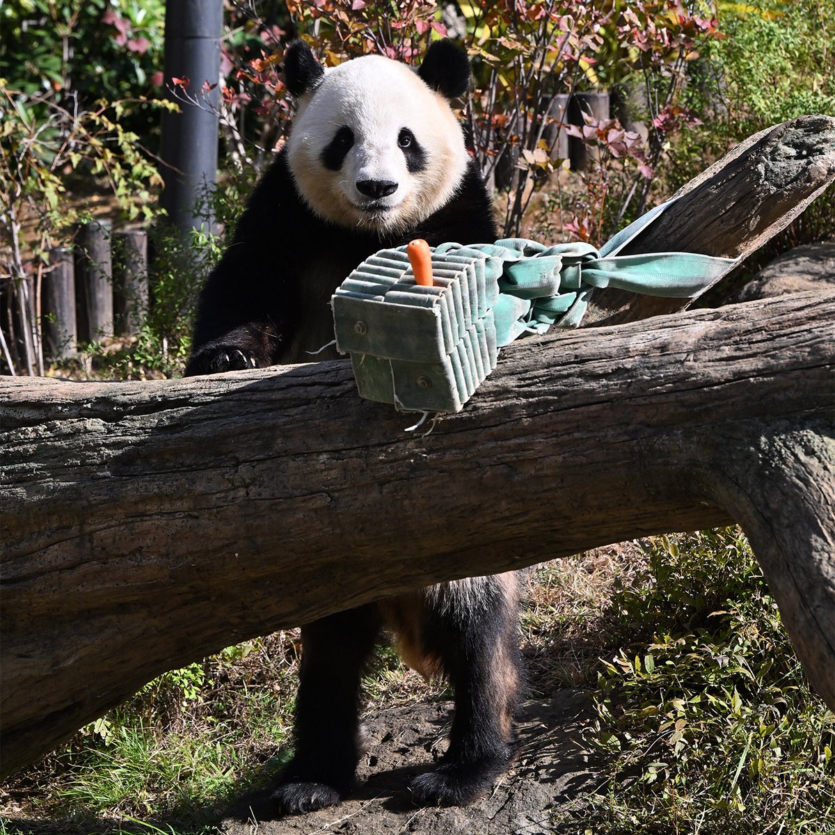 パンダ 今日のパンダ（4006日目） 今日のパンダは9:30からです。行楽日和で