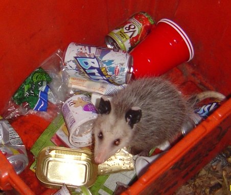 #WhatINeedToRecycle My opossum.
