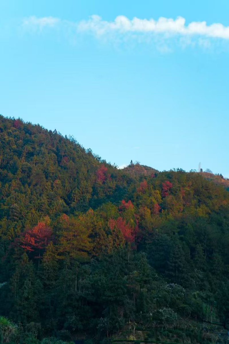 Littleone5232's tweet image. 秋色迷人