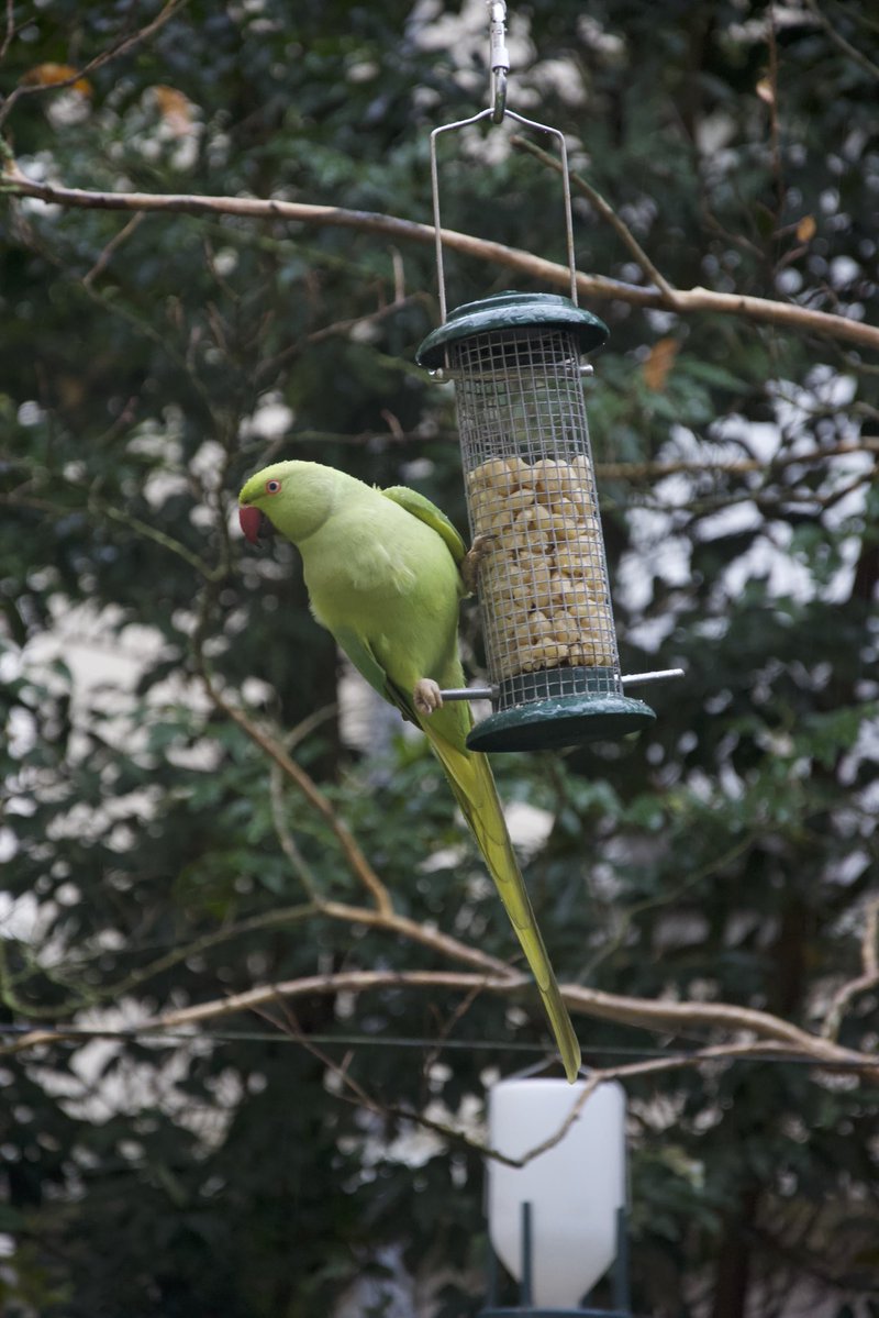 karatademada's tweet image. I just clicked this photo of a parrot in my garden. 

I walked right up to it to take the picture and it wasn’t scared at all.

After the cat earlier, being visited by this parakeet felt like a blessing. 🦜