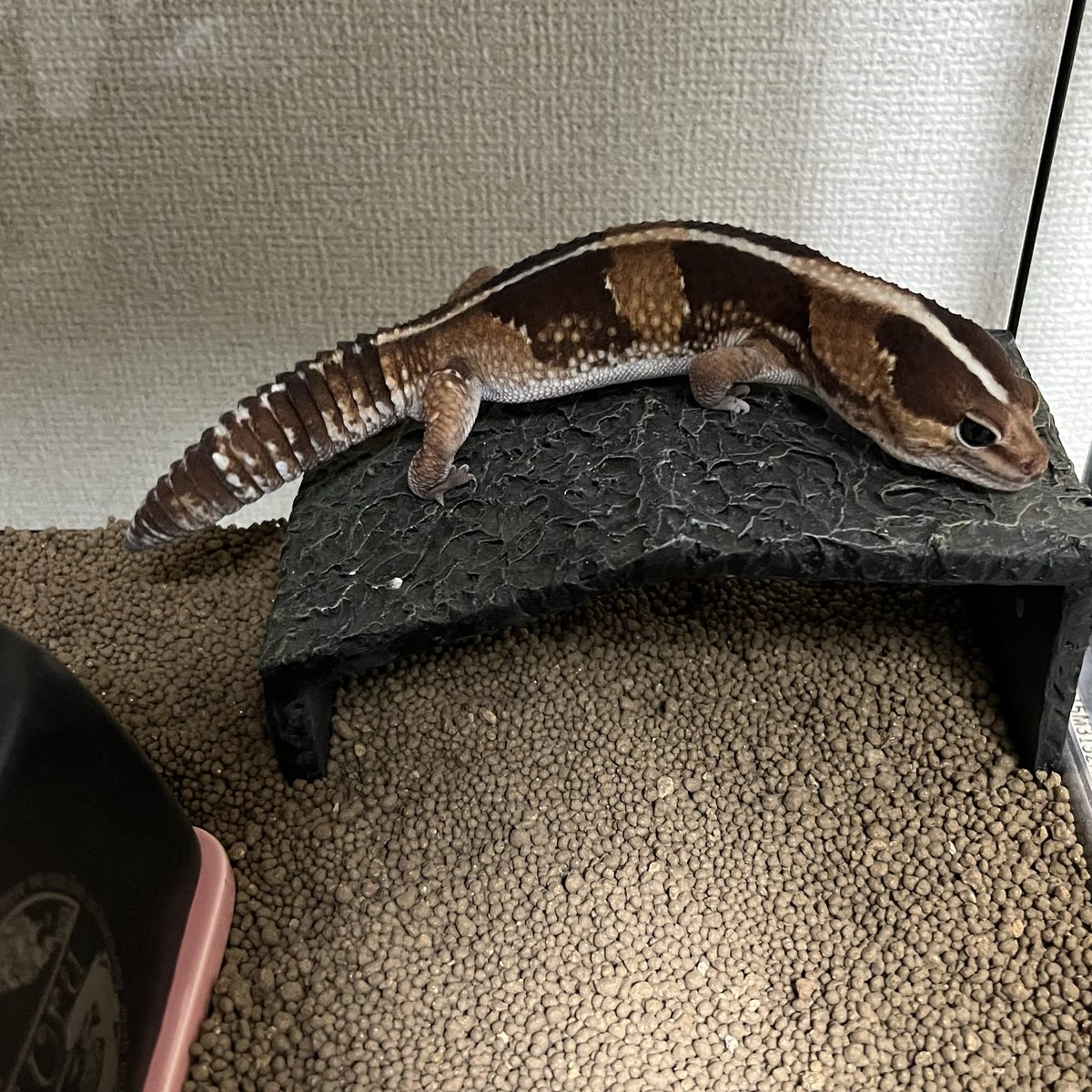 とわちゃん脱皮上手〜！
きれいになったね😊

＃ニシアフ
＃ニシアフリカトカゲモドキ