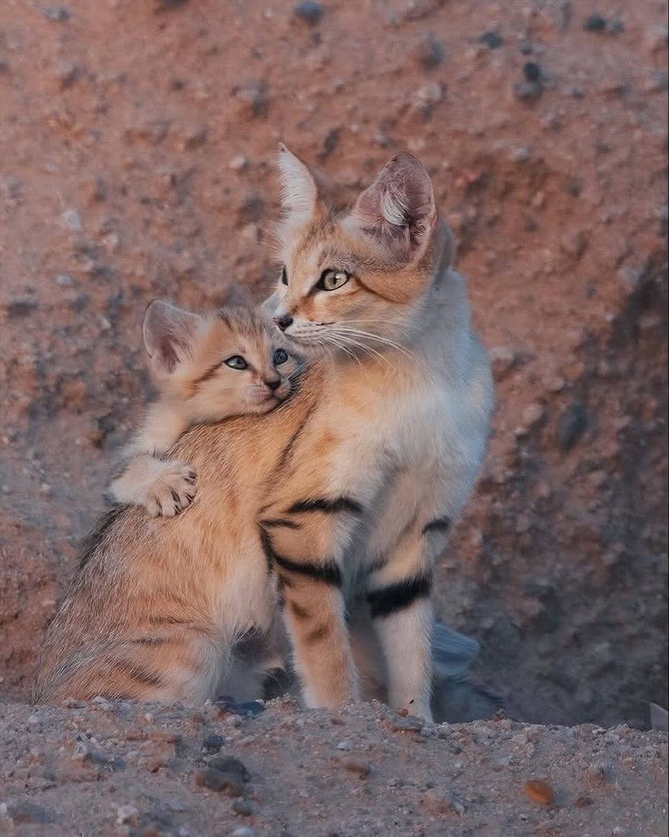 PHOTOGRAPHER CAPTURES SAND CATS IN THEIR NATURAL HABITAT