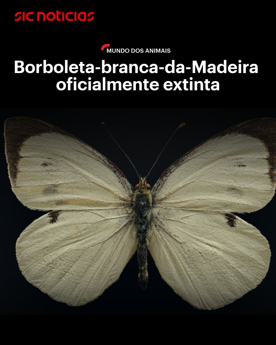 A Lista Vermelha Europeia das Borboletas confirmou o primeiro caso de uma espécie europeia de borboleta a desaparecer do planeta.

Saiba mais em bit.ly/4oF6HGJ