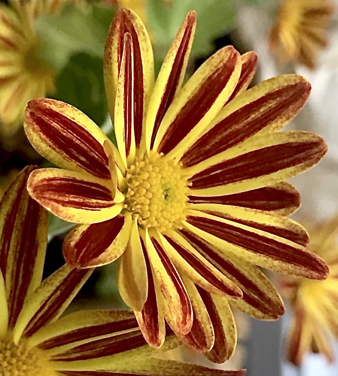 GGoodtaste's tweet image. I could say things with color I couldn't say any other way-things I had no words for - #GeorgiaOKeefe born this day - Thank you all for your creative colors today 🎨
#SaturdayThoughts #SaturdayMotivation