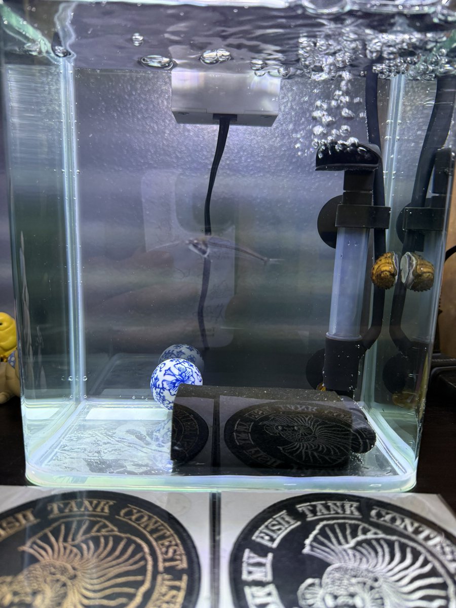 今後のアクアリウムに関してですが コンテストも控えてた矢先に メイン