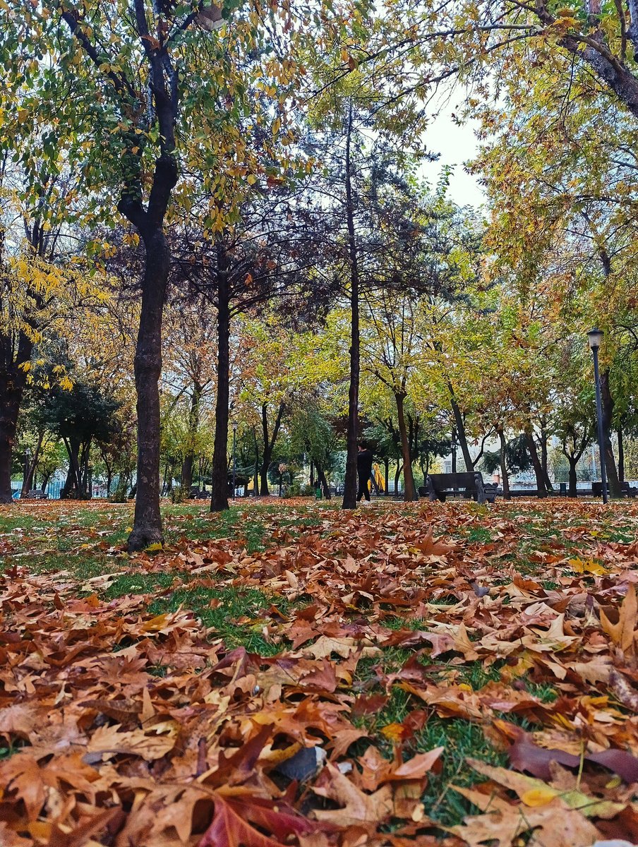 “Sonbahar, her şeyi sarartırken içimde tuhaf bir güzelliği yeşertiyor.”

#sonbahar #yaprak