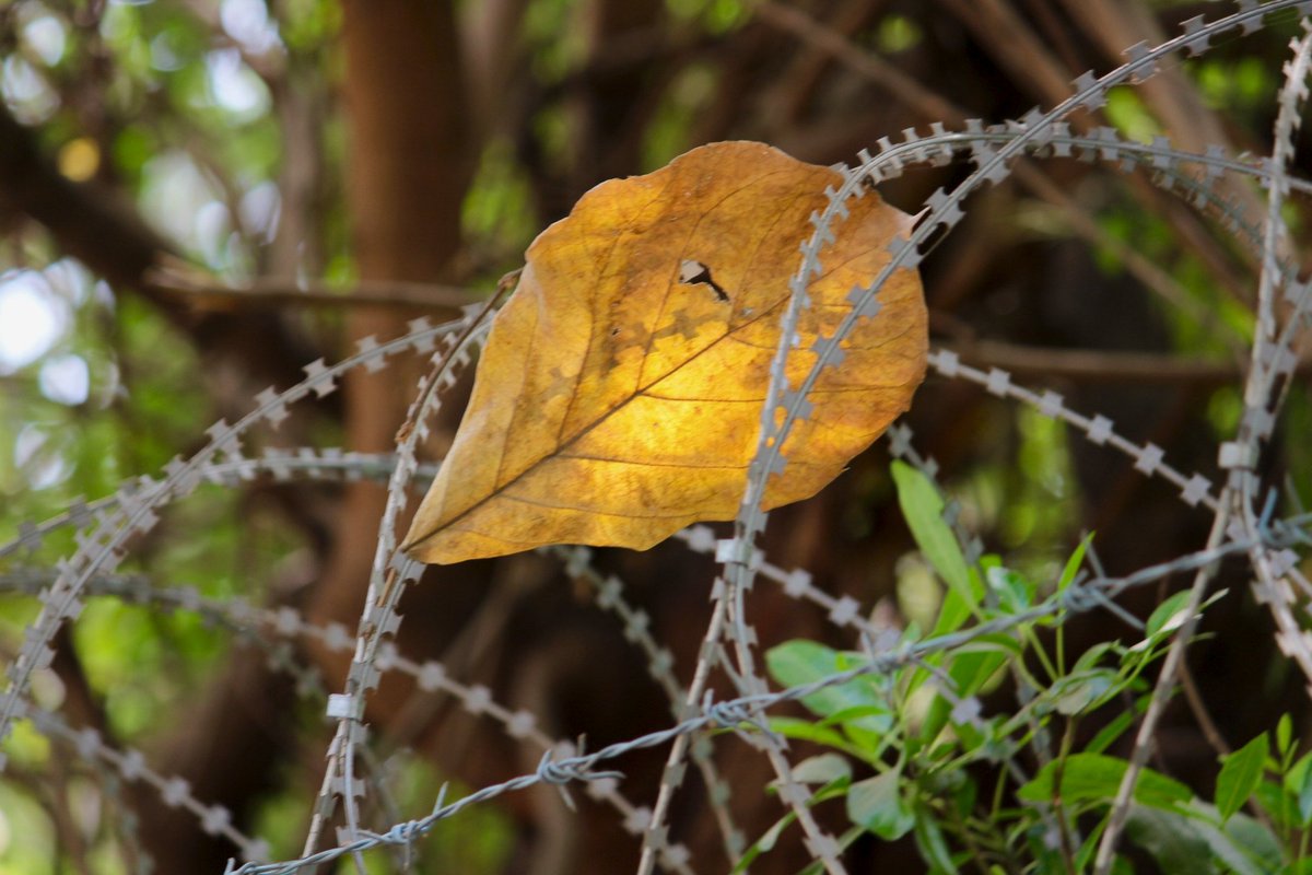 पत्ता पत्ता....