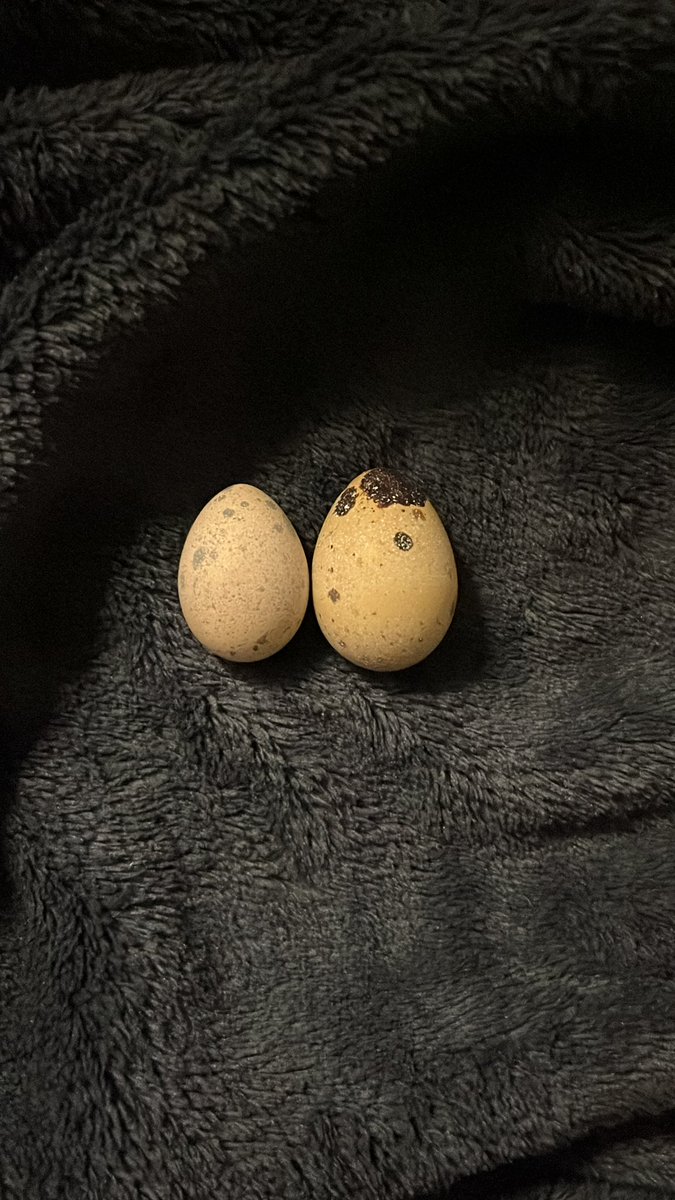 初卵を思い出すちょっと小さめサイズ
右は毎日産んでる風ちゃんのタマゴ