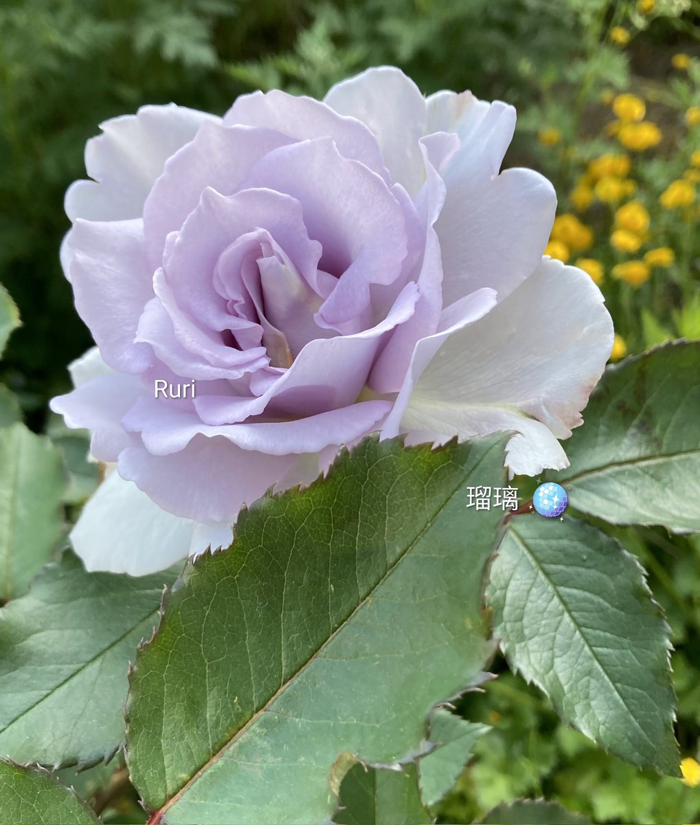 🪽
あなたとなら　歩いてゆける

#purple #RoseADay