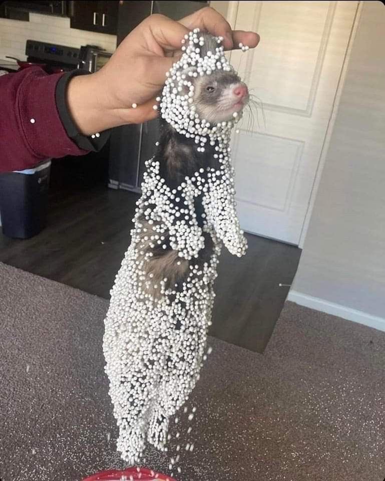 💖 (@twaniimals) on Twitter photo 