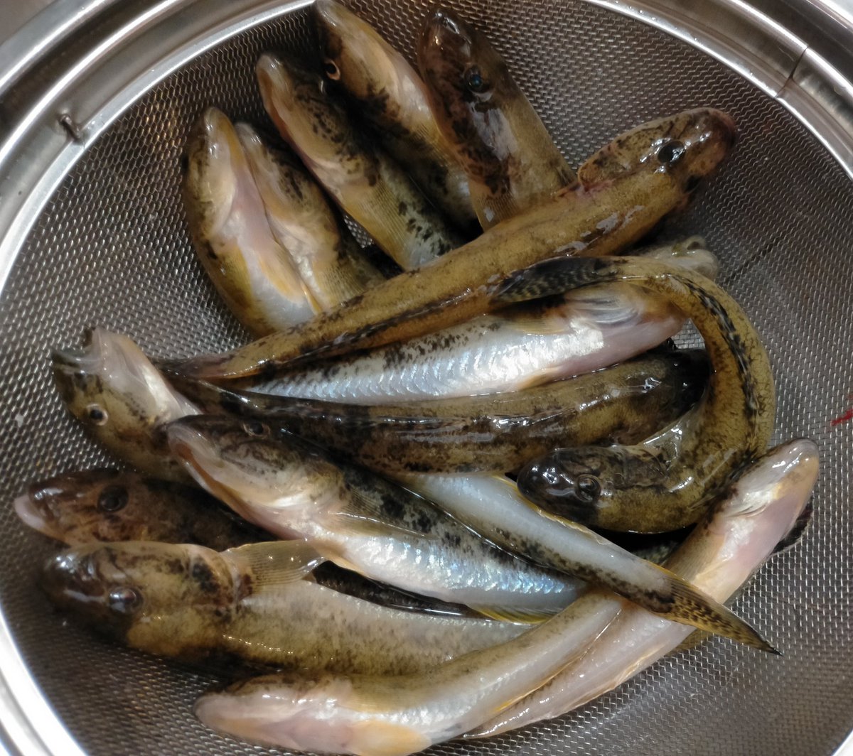 tpukuyosuke's tweet photo. 朝イチ湾奥で坊主くらいまして、午後は大阪市内ドブ川でハゼ釣りです。
ウキ釣り。。。駄目。
投げ釣り。。。当たりなし。
穴釣り。。。キター。デカイの入れ食いです。冬は穴釣りなんですね。最大18cmでなかなか楽しめました〜(^o^) https://t.co/hlttw1AuRa