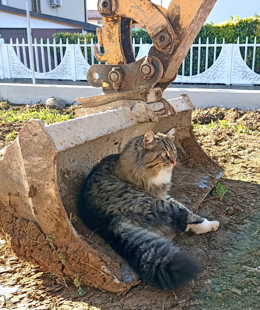 Oggi lavori in corso da mio figlio.
Il capocantiere non si lascia sfuggire nulla.
⬇️