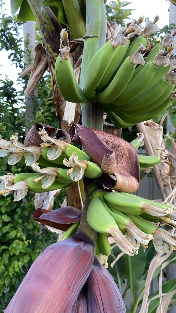 ProfitProphetIn's tweet image. Banana pod 🍌